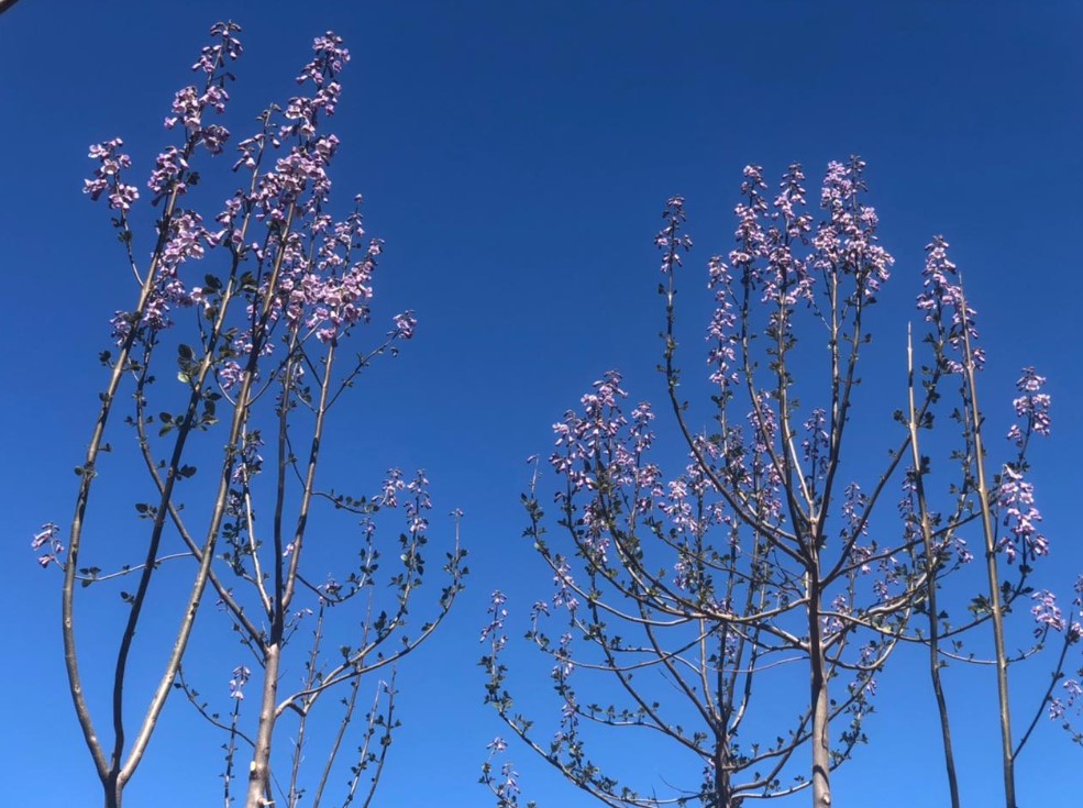 tlenowce - drzewa w fazie kwitnienia