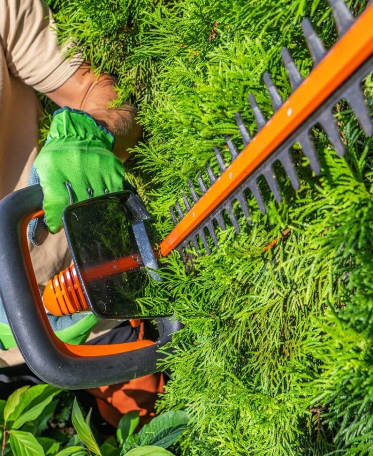 Nożyce do żywopłotu akumulatorowe – ranking najlepszych urządzeń