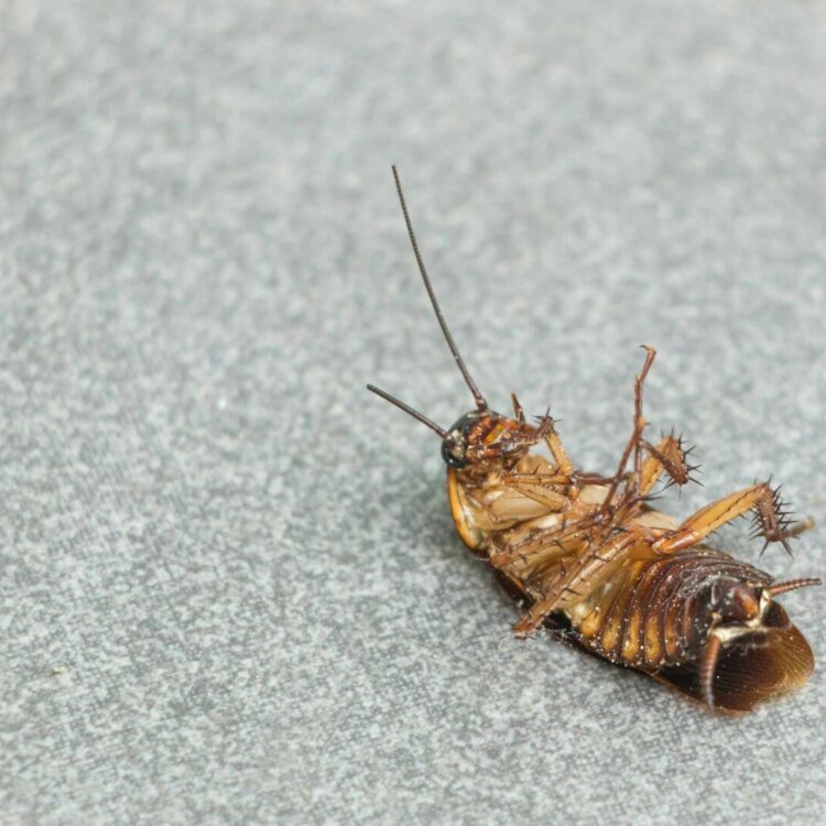 Dlaczego karaluchy pojawiają się nawet w czystych mieszkaniach?