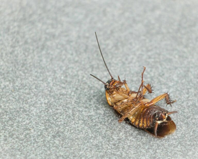 Dlaczego karaluchy pojawiają się nawet w czystych mieszkaniach?