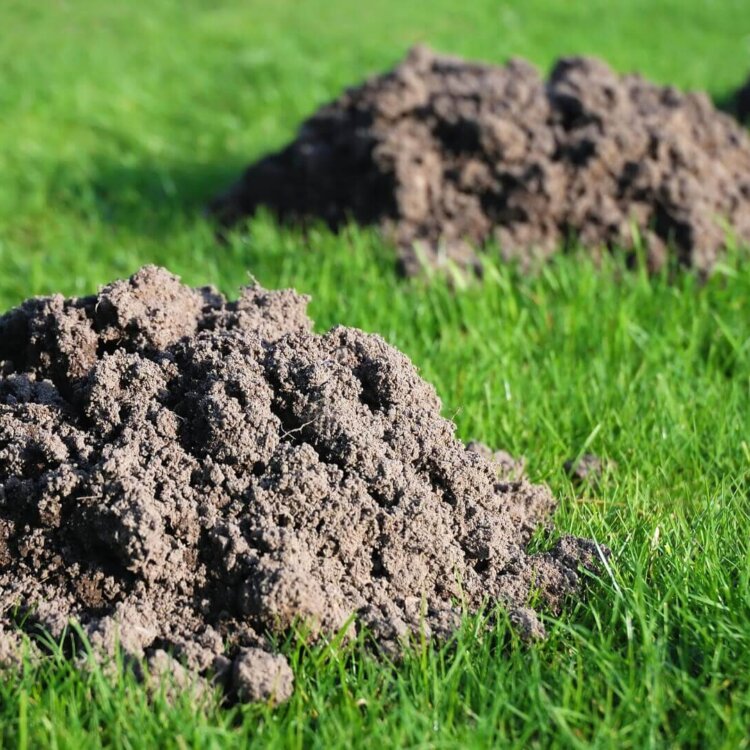 Jaka siatka na krety do ogrodu? Praktyczne porady