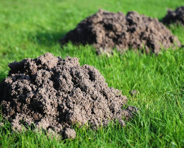 Jaka siatka na krety do ogrodu? Praktyczne porady