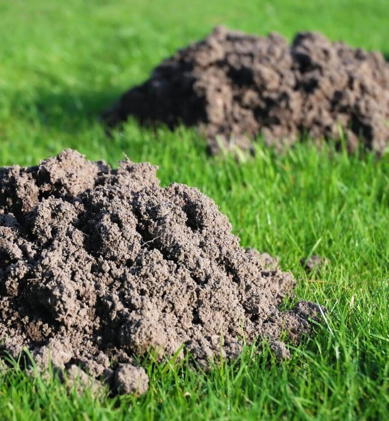 Jaka siatka na krety do ogrodu? Praktyczne porady