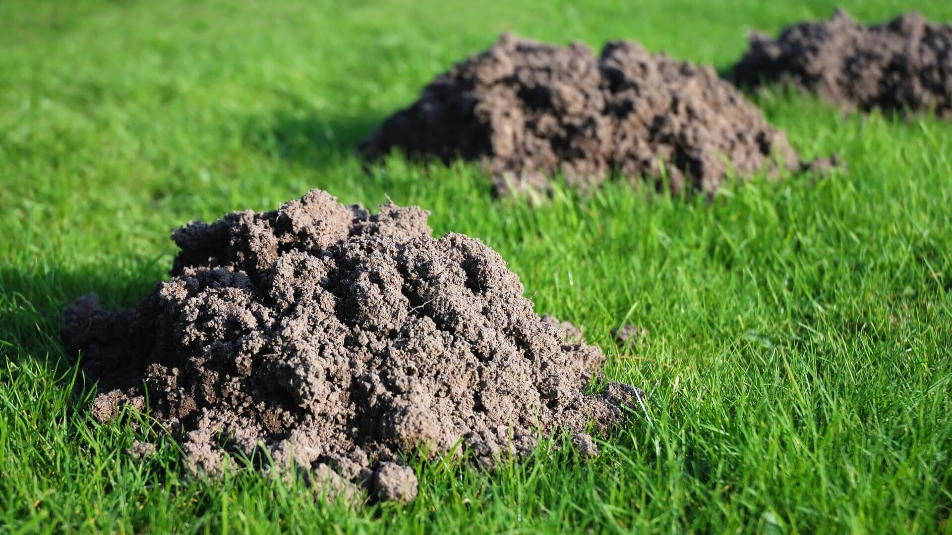 Jaka siatka na krety do ogrodu? Praktyczne porady