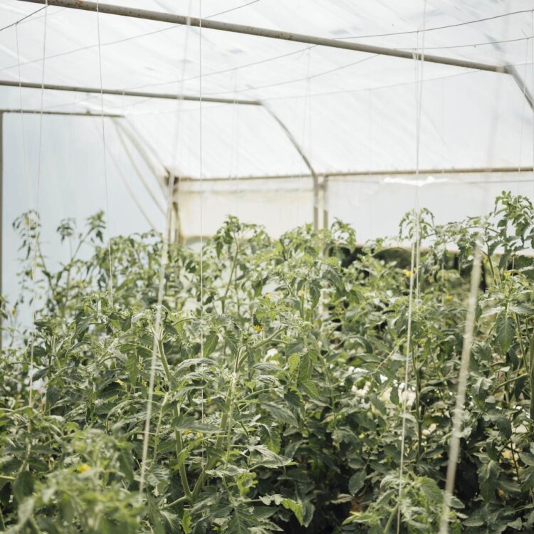 Jak stworzyć wielofunkcyjną przestrzeń w ogrodzie przy domu?