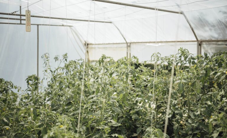 Jak stworzyć wielofunkcyjną przestrzeń w ogrodzie przy domu?