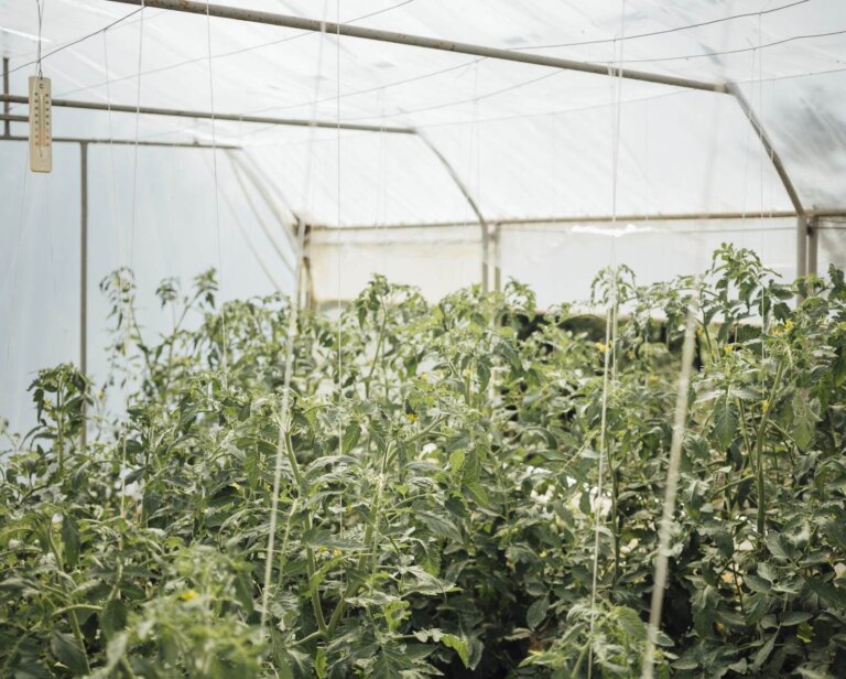 Jak stworzyć wielofunkcyjną przestrzeń w ogrodzie przy domu?