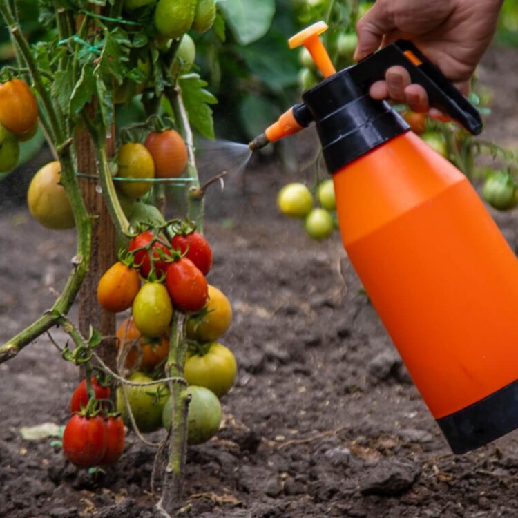 Kiedy pryskać pomidory miedzianem? Optymalna data