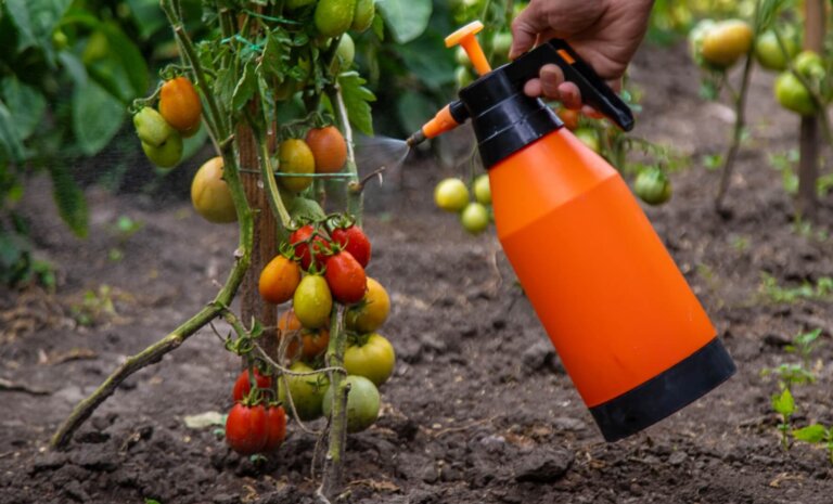Kiedy pryskać pomidory miedzianem? Optymalna data