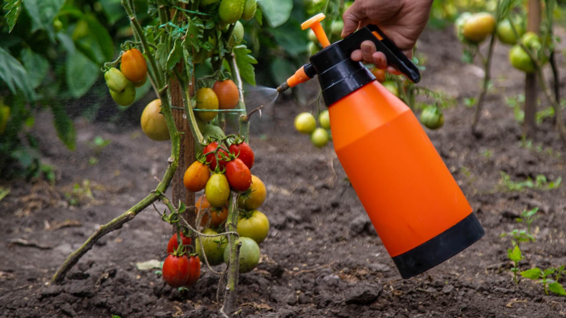 Kiedy pryskać pomidory miedzianem? Optymalna data