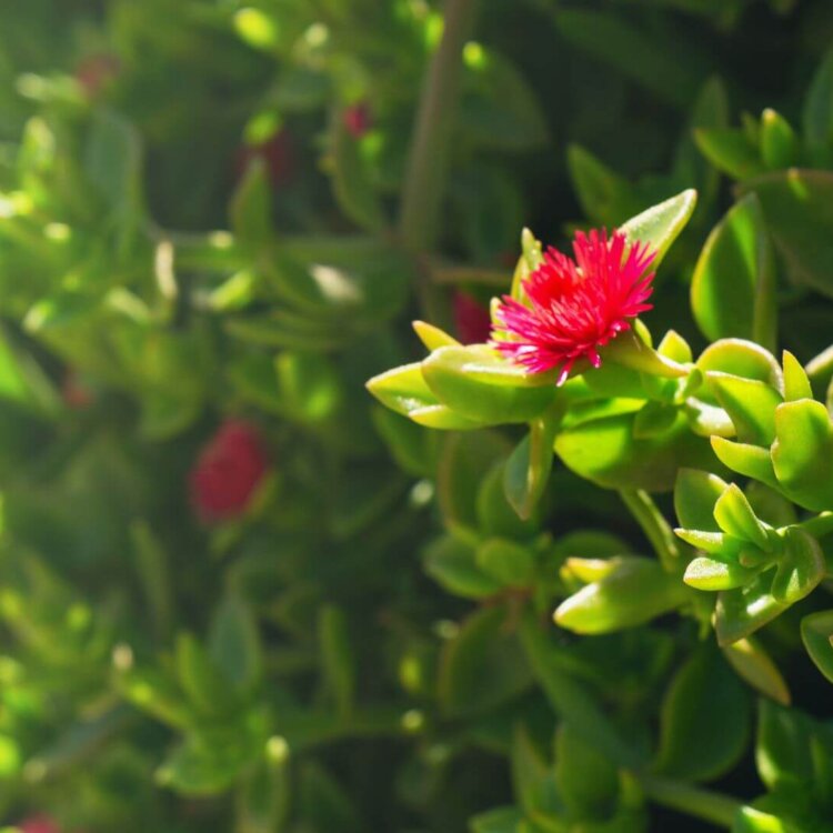 Mezo kwiat – uprawa i pielęgnacja w domu