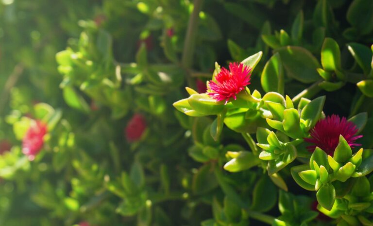 Mezo kwiat – uprawa i pielęgnacja w domu