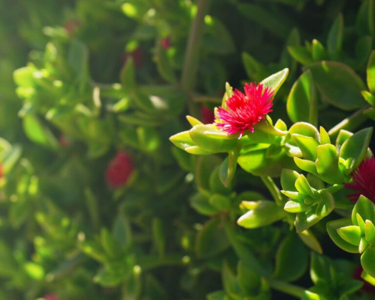 Mezo kwiat – uprawa i pielęgnacja w domu