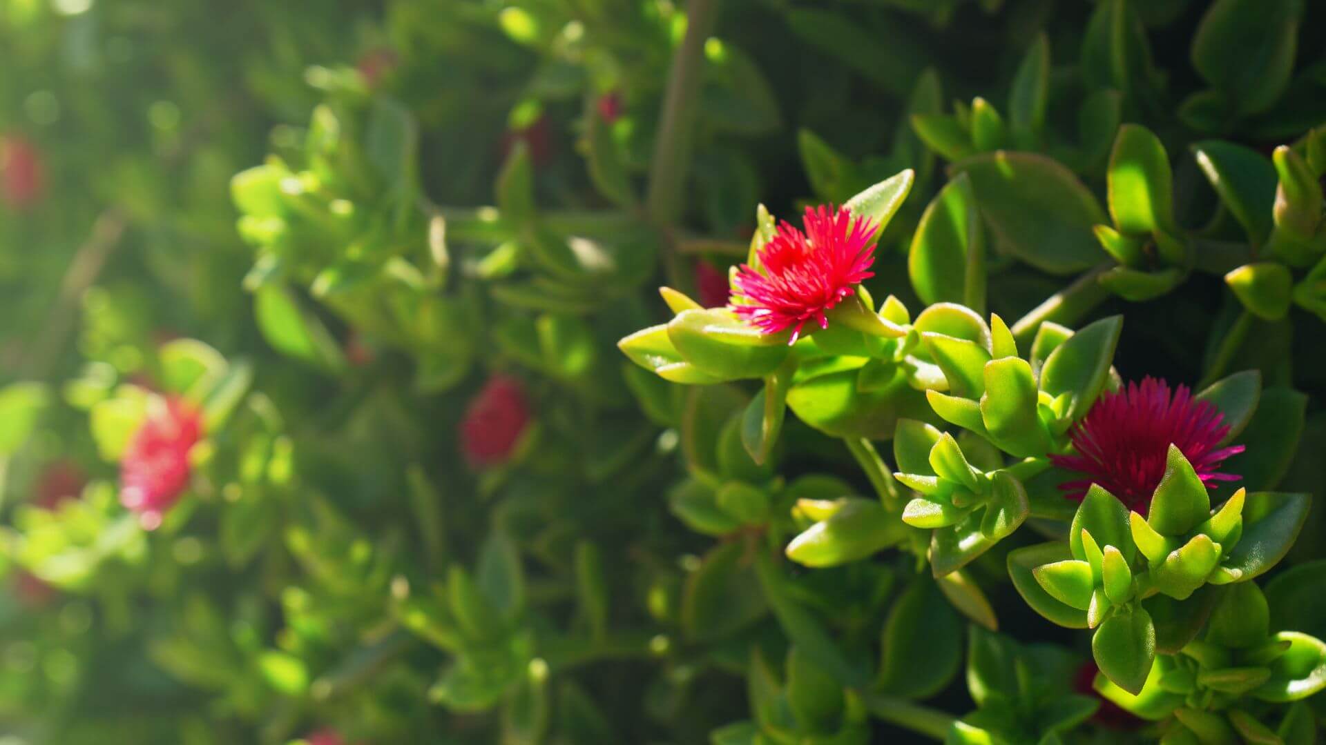 Mezo kwiat – uprawa i pielęgnacja w domu