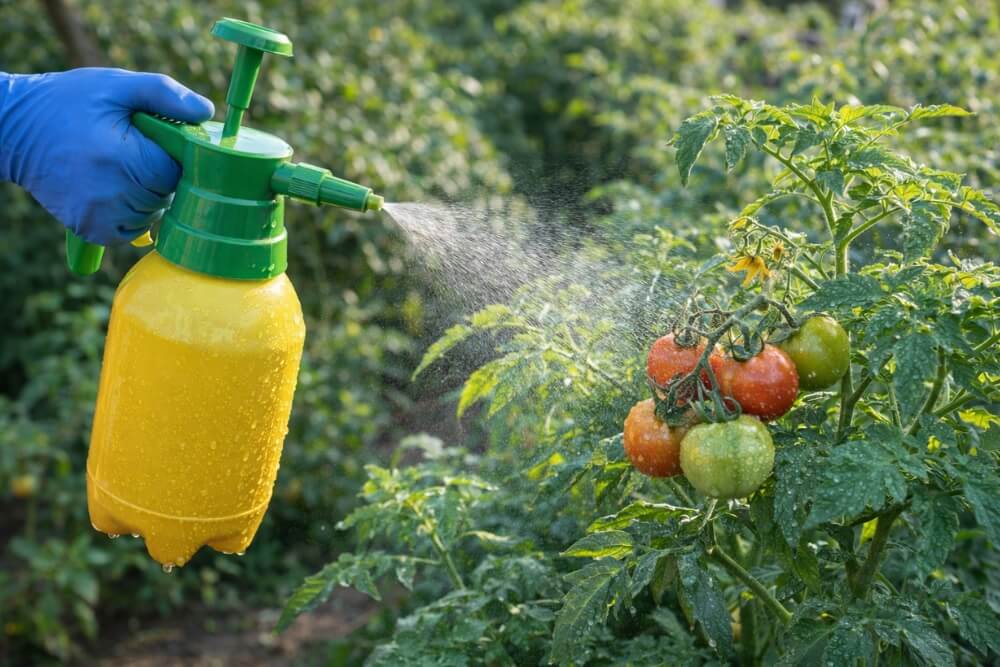 opryskiwanie pomidorów miedzianem