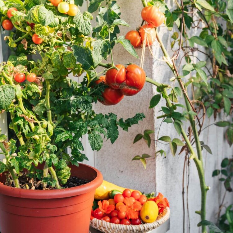 Warzywniak na balkonie – jak go założyć i co posadzić? Przewodnik
