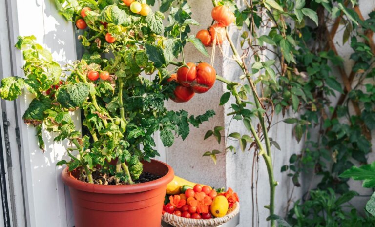 Warzywniak na balkonie – jak go założyć i co posadzić? Przewodnik