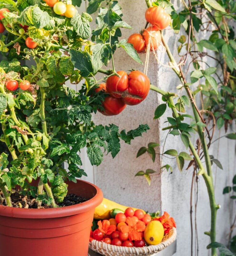 Warzywniak na balkonie – jak go założyć i co posadzić? Przewodnik