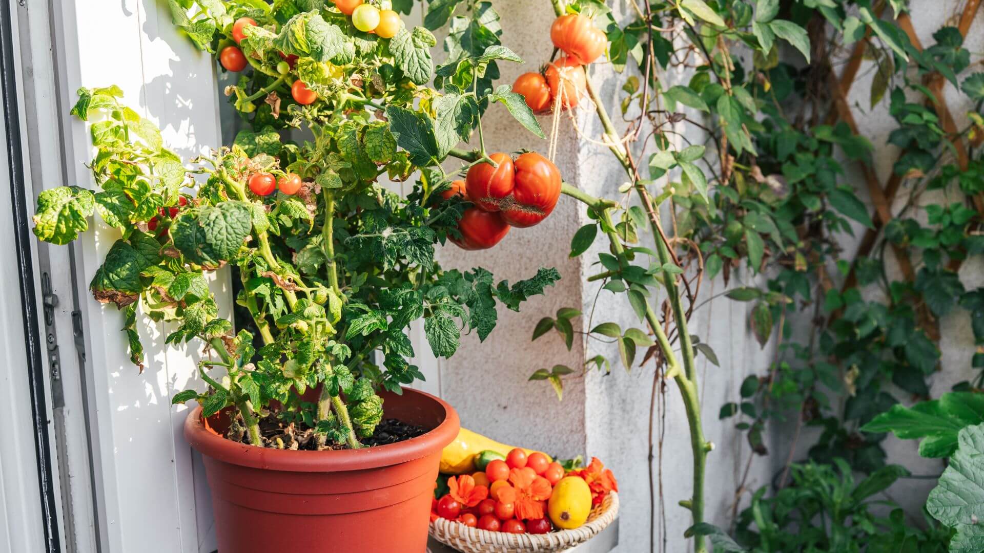 Warzywniak na balkonie – jak go założyć i co posadzić? Przewodnik
