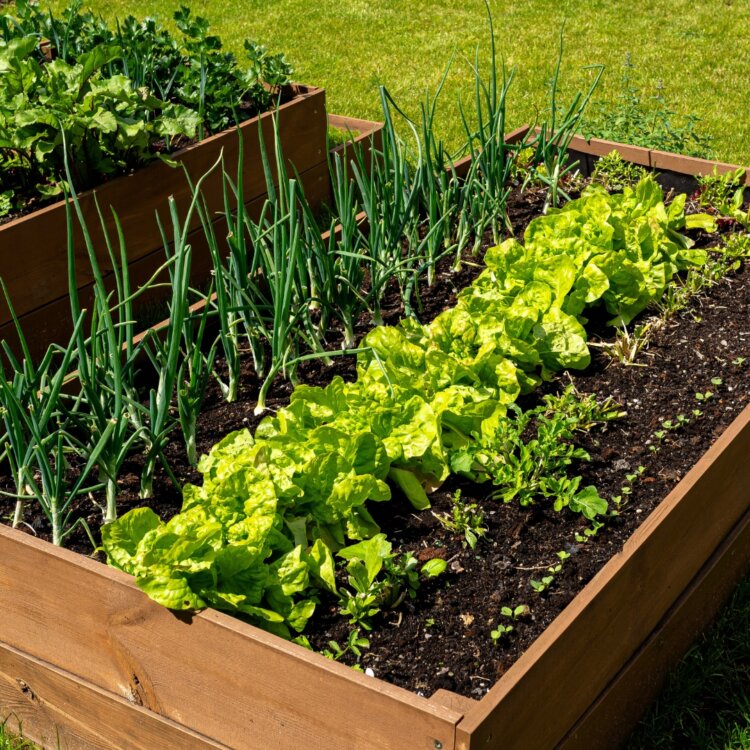 Jak zrobić skrzynię na warzywa? Przewodnik DIY krok po kroku