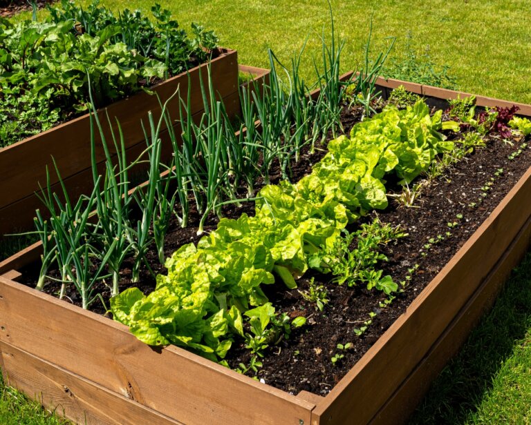 Jak zrobić skrzynię na warzywa? Przewodnik DIY krok po kroku