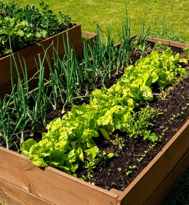 Jak zrobić skrzynię na warzywa? Przewodnik DIY krok po kroku