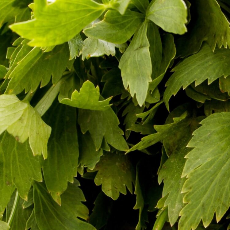 Dlaczego lubczyk nie chce rosnąć? Przyczyny, diagnostyka, działanie