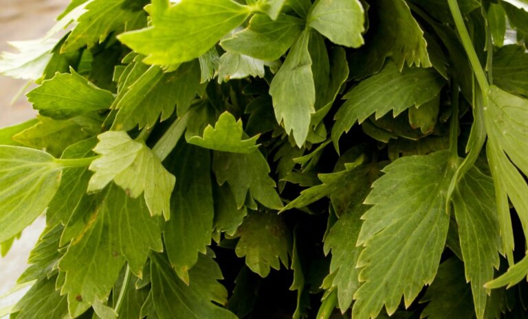 Dlaczego lubczyk nie chce rosnąć? Przyczyny, diagnostyka, działanie