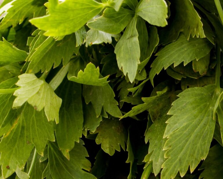 Dlaczego lubczyk nie chce rosnąć? Przyczyny, diagnostyka, działanie