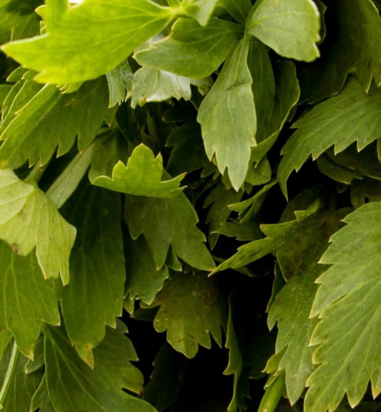 Dlaczego lubczyk nie chce rosnąć? Przyczyny, diagnostyka, działanie