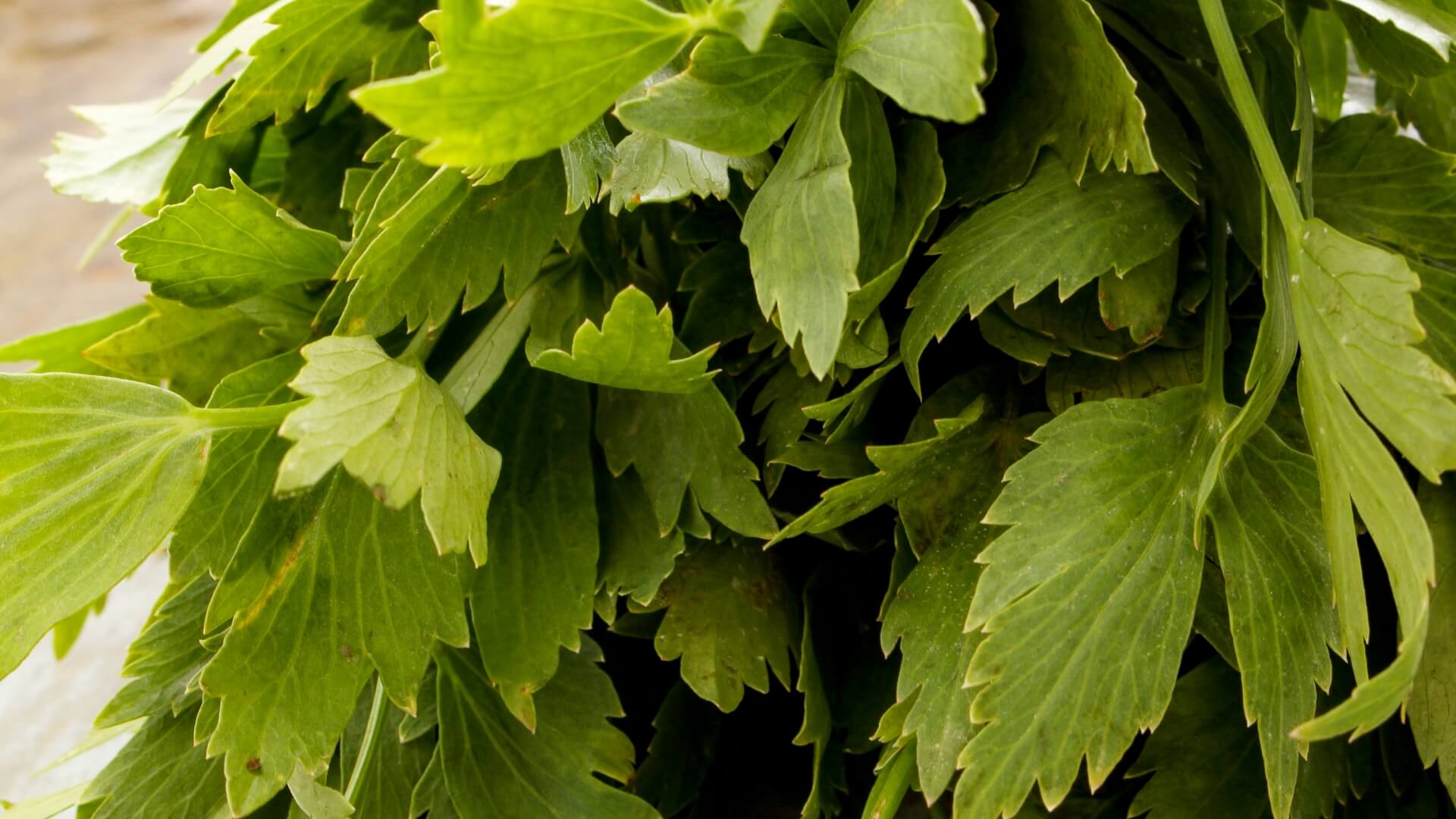 Dlaczego lubczyk nie chce rosnąć? Przyczyny, diagnostyka, działanie