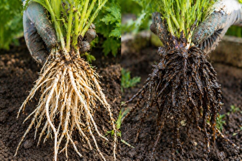 korzenie lubczyku a wzrost - zdrowe i przegniłe zdrowe i przegniłe korzenie lubczyku