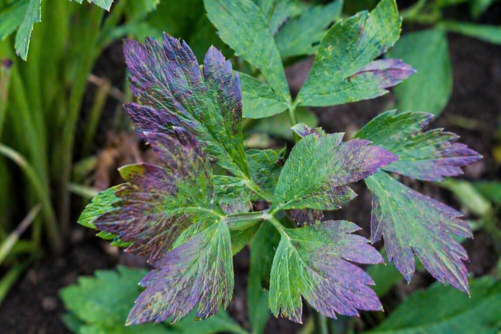 brak wzrostu lubczyku i fioletowe liście lubczyk nie rośnie i ma fioletowe liście