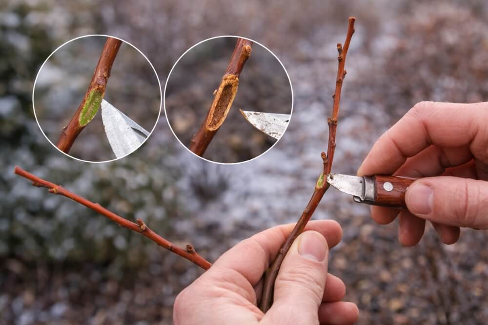 wierzba hakuro po zimie