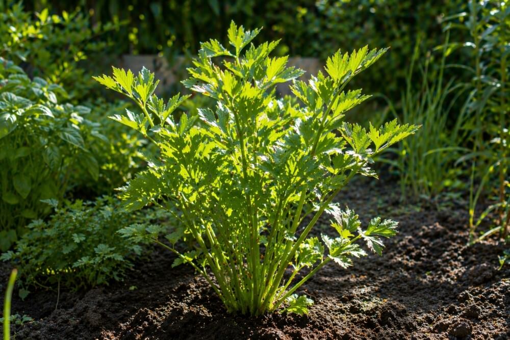 wzrost lubczyku a stanowisko stanowisko dla lubczyku