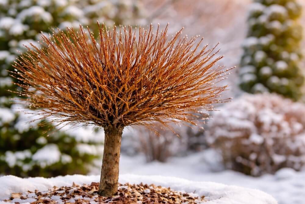 wierzba hakuro zimą pozbawiona liści
