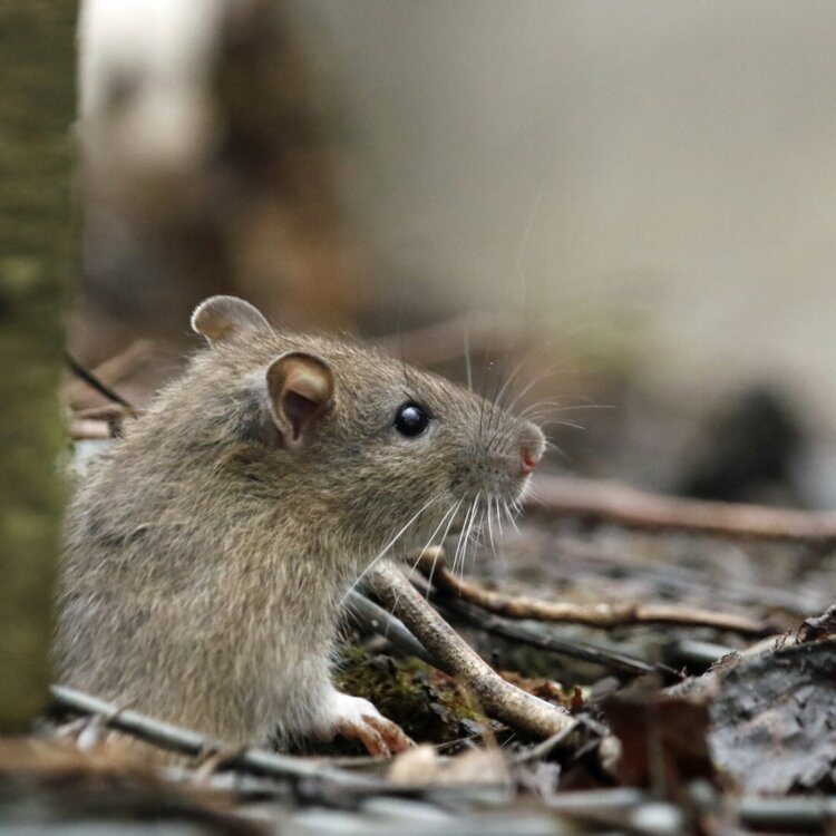 Czy deratyzacja jest bezpieczna dla domowników i zwierząt?