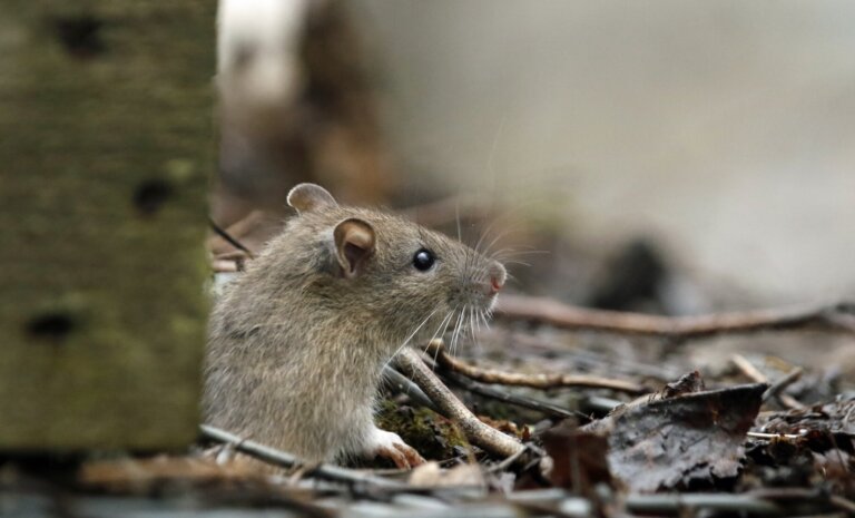 Czy deratyzacja jest bezpieczna dla domowników i zwierząt?