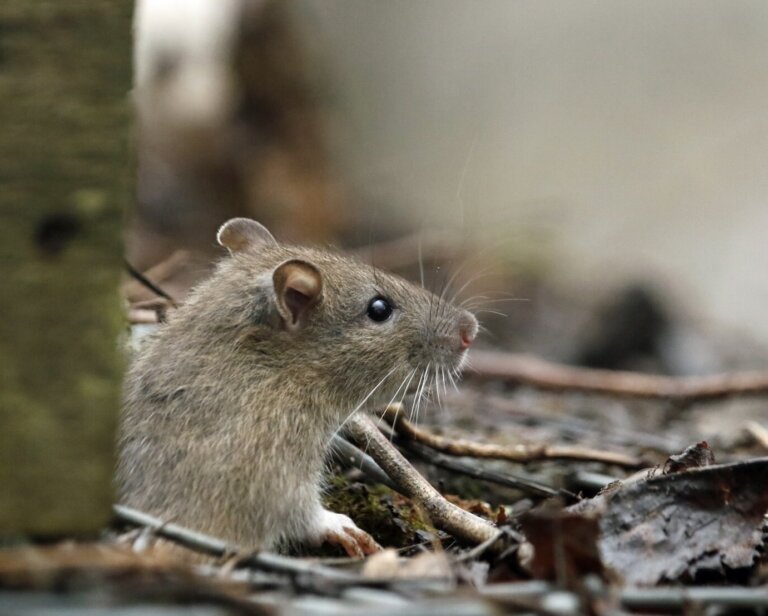 Czy deratyzacja jest bezpieczna dla domowników i zwierząt?
