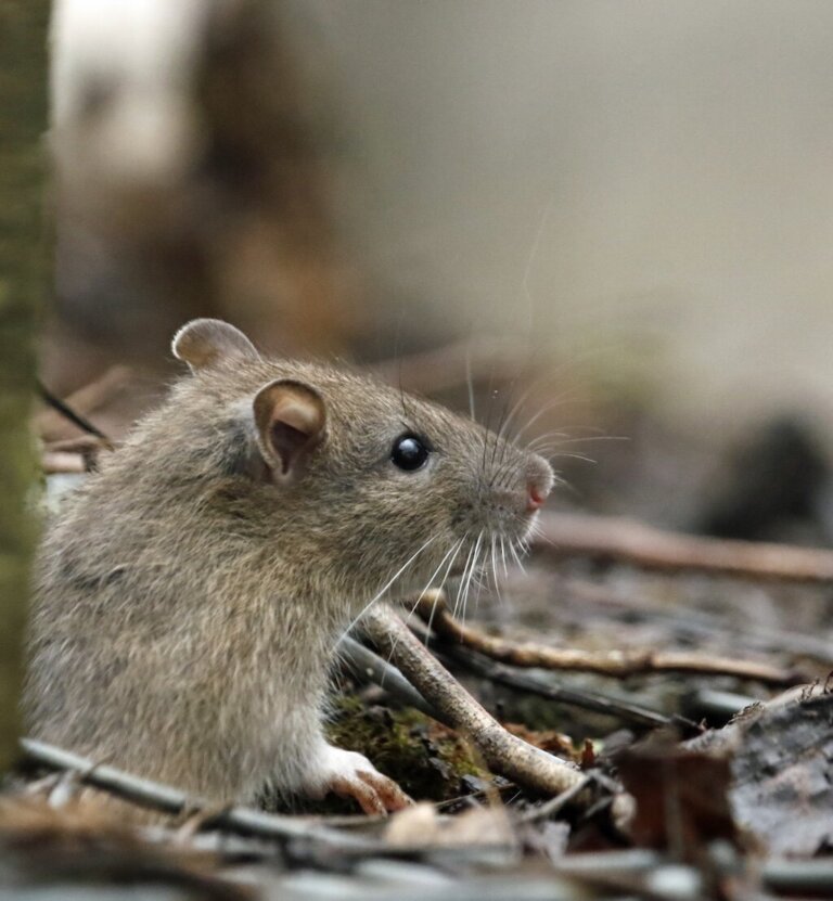Czy deratyzacja jest bezpieczna dla domowników i zwierząt?