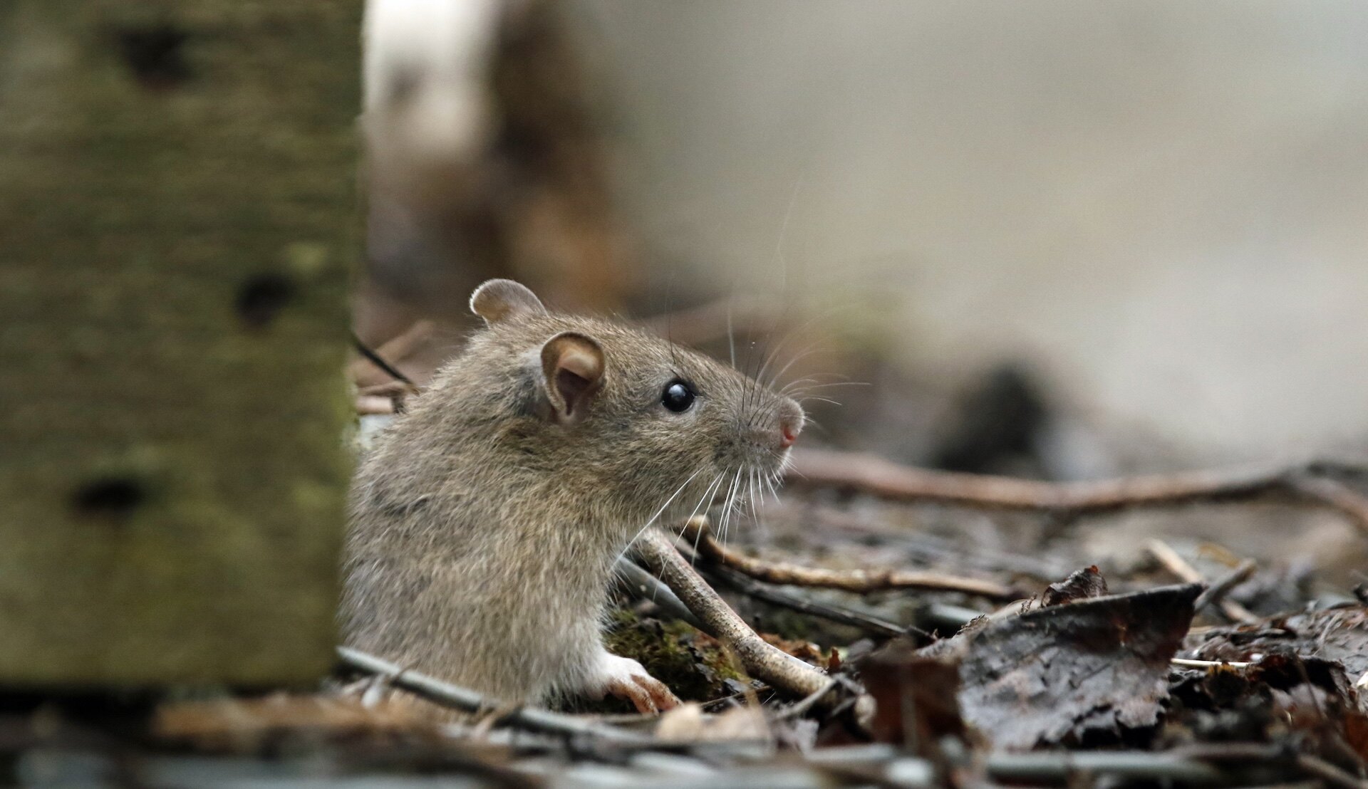 Czy deratyzacja jest bezpieczna dla domowników i zwierząt?